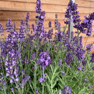 Levanduľa úzkolistá - Lavandula ´HIDCOTE BLUE´, výška: 10-20 cm, kont.C1L